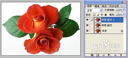 怎样用Photoshop制作彩色玫瑰 ps制作玫瑰花教程