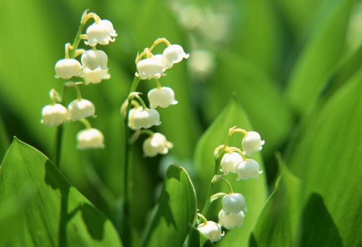 风铃花花语以及养植方法（风铃花 花语）