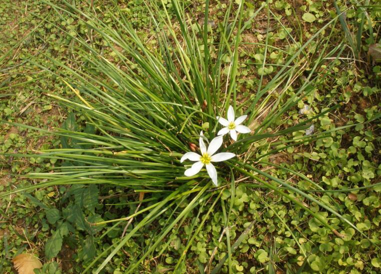 白花葱兰的种植方法介绍 葱兰花怎么种