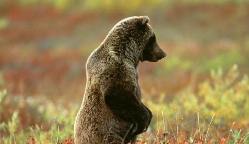 熊胆的作用 熊胆的作用