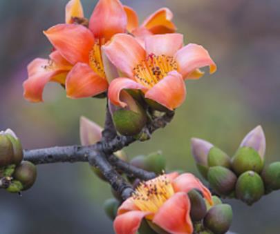 广州的市花是什么花 广州的市花是什么花的代表