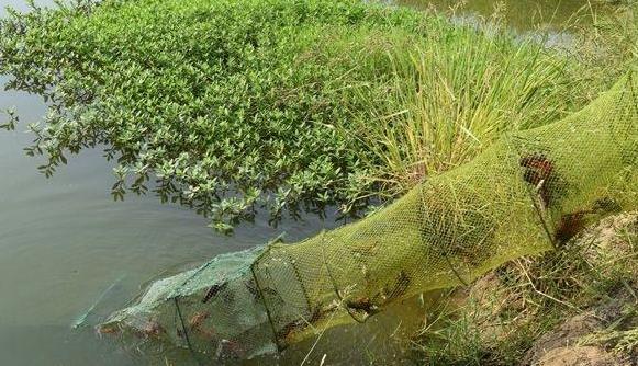 怎样下地笼捕的虾多 怎样下地笼捕的河虾多