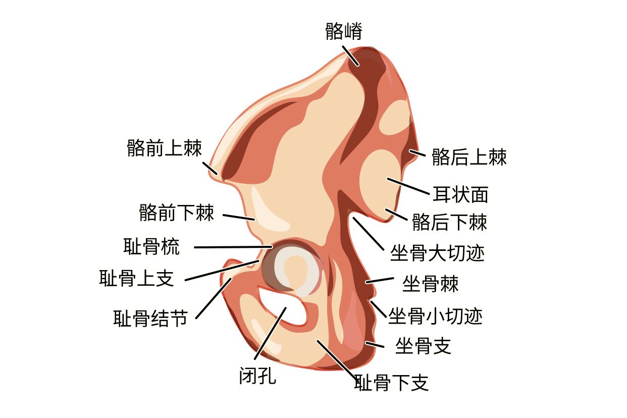 髂骨耳状面图片 骶骨耳状面图片