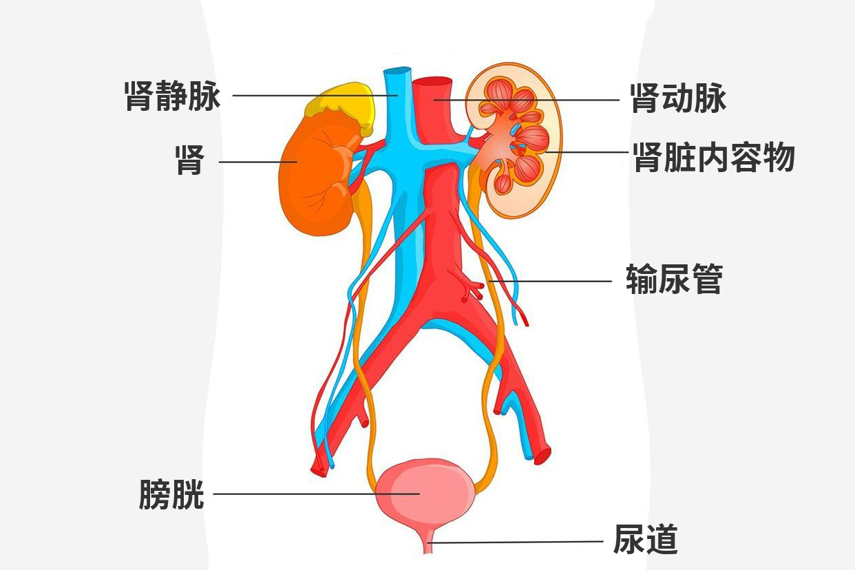 泌尿系统解剖图手绘 泌尿系统解剖图手绘图