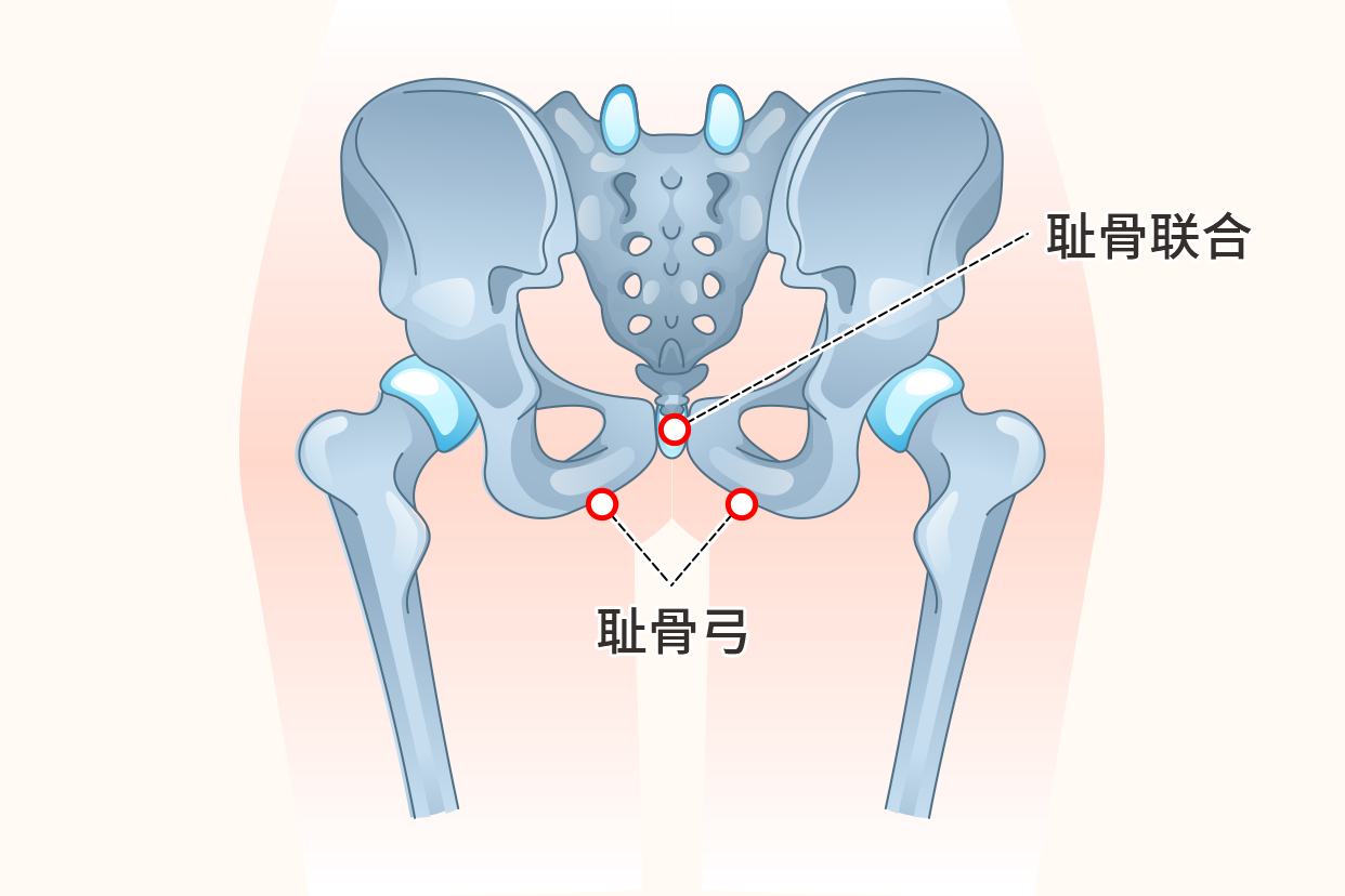 耻骨弓图片 耻骨弓是什么