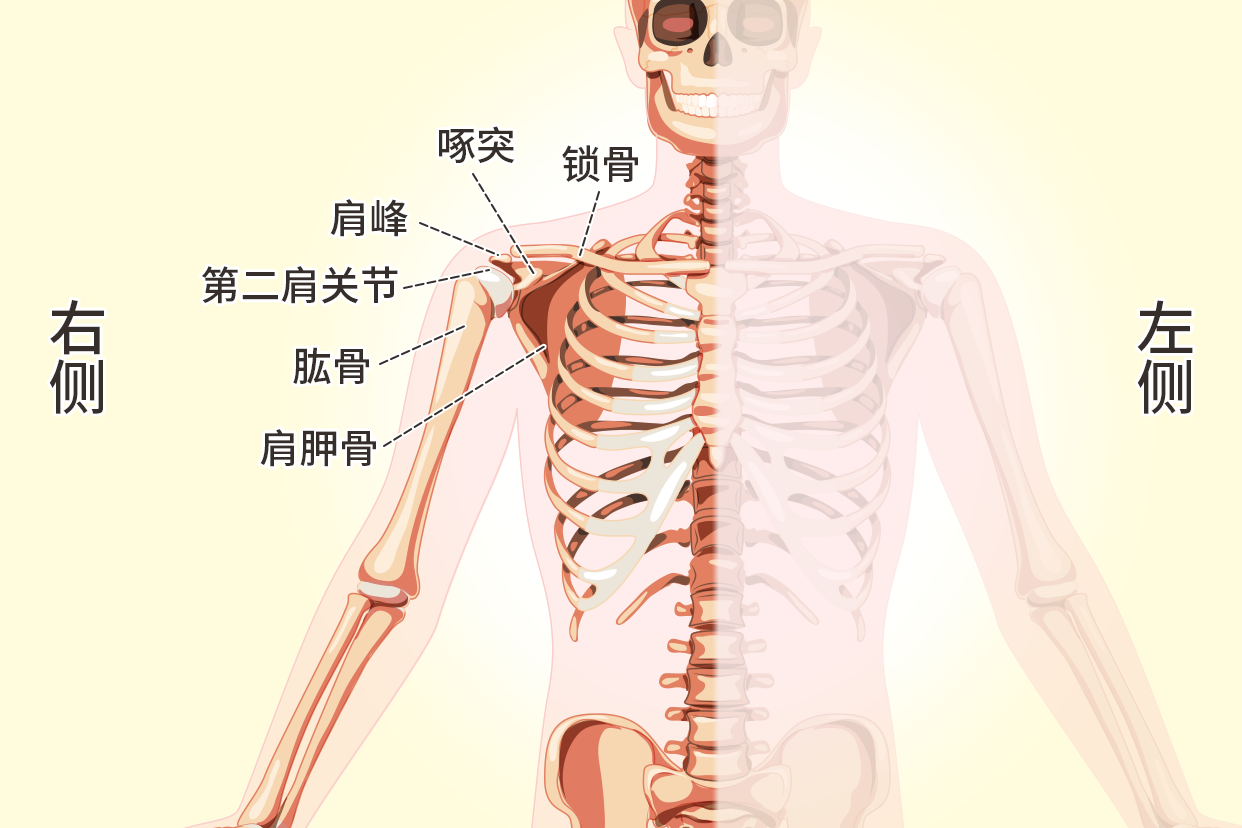 人体右肩膀骨骼示意图 右肩膀骨骼结构图