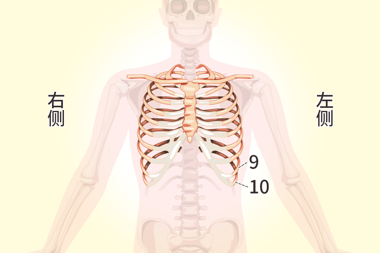 左侧第九第十肋骨图片位置图 右侧第九第十肋骨图片位置图