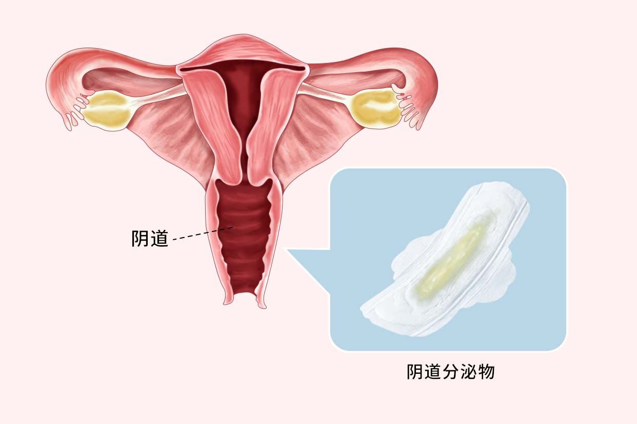 孕十五周分泌物正常图（孕十五周分泌物正常图片大全）