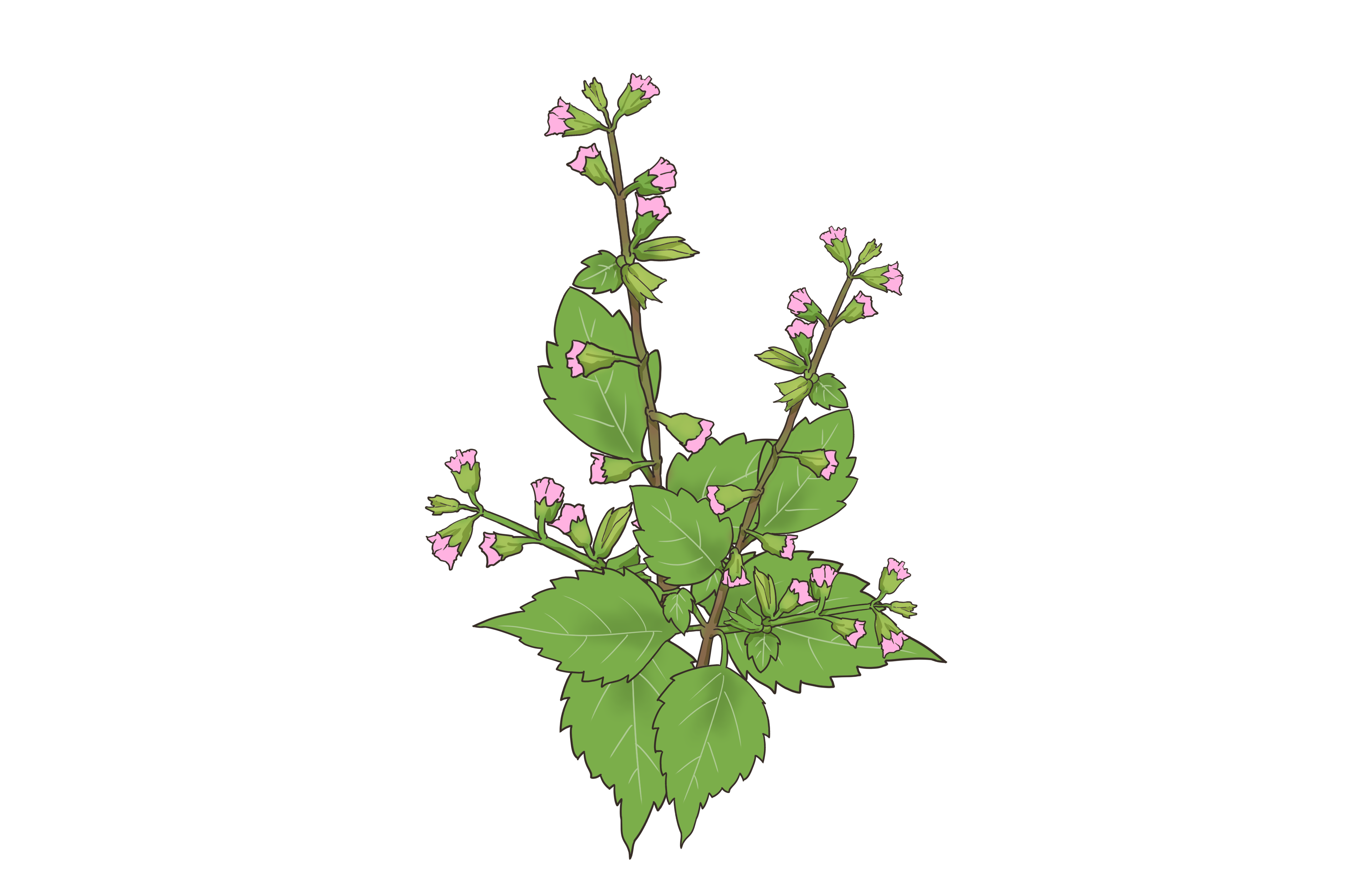 小叶七星剑草药图片（细叶七星剑草药图片）