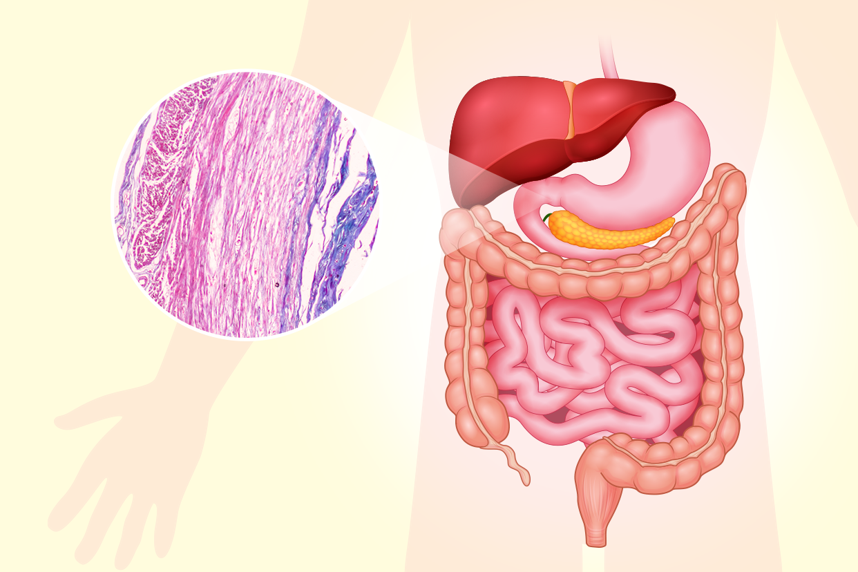 十二指肠单层柱状上皮图片 肠道的单层柱状上皮