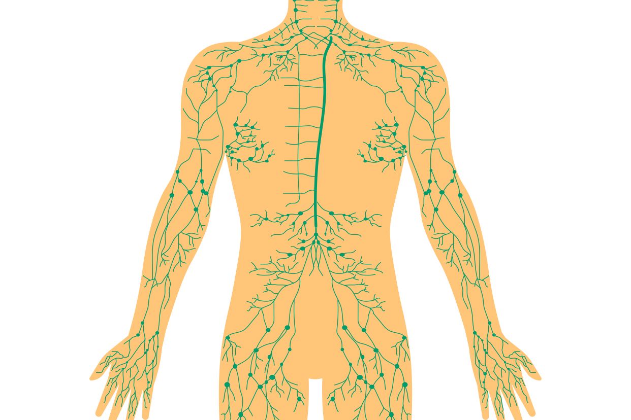淋巴管解剖图(淋巴系统解剖图片)