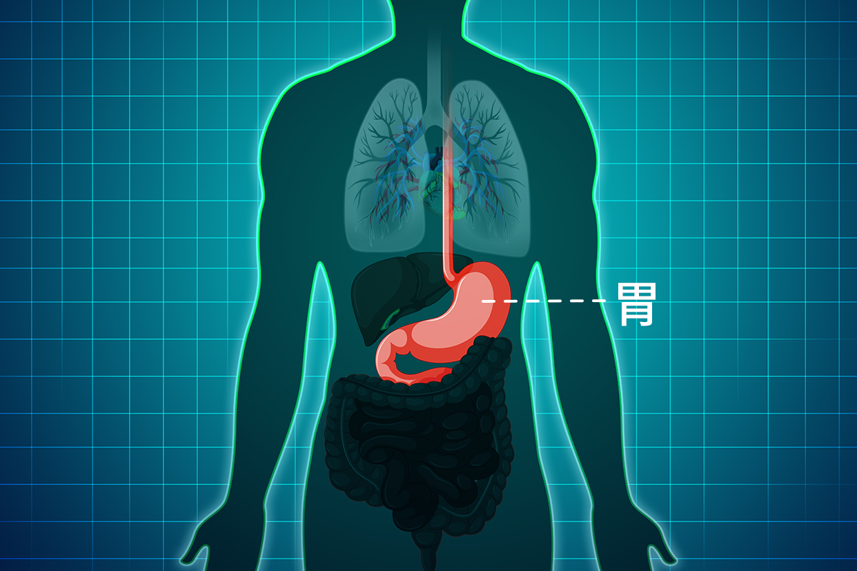 胃长在身体哪里图片 胃长在身体哪里图片,萎缩性胃炎严重吗