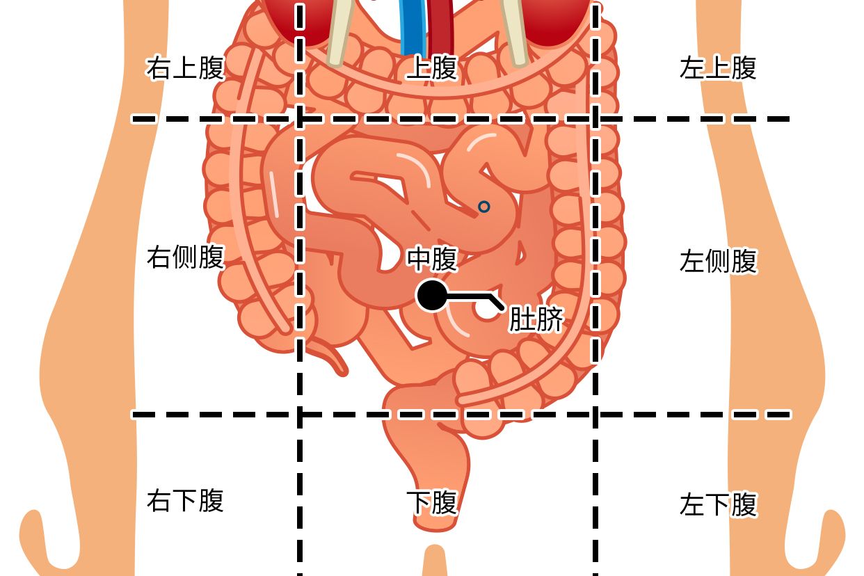 肚脐右下方是什么部位图（肚脐右下方是什么部位图解）