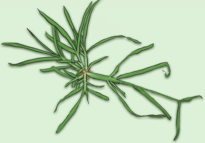 牛箭草药图片（牛草药图片大全）