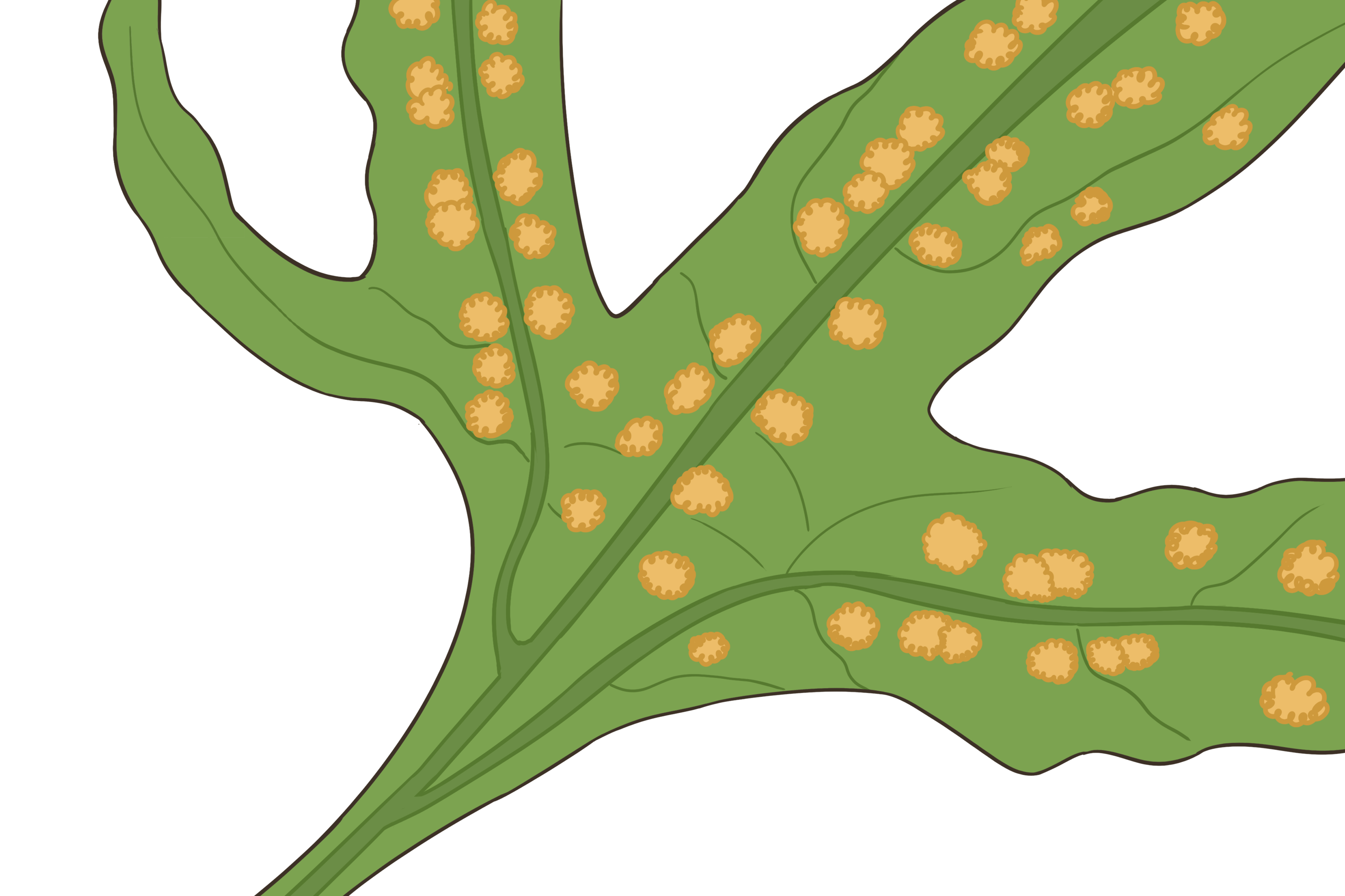 大金刀草药图片 大金钱草中药图片