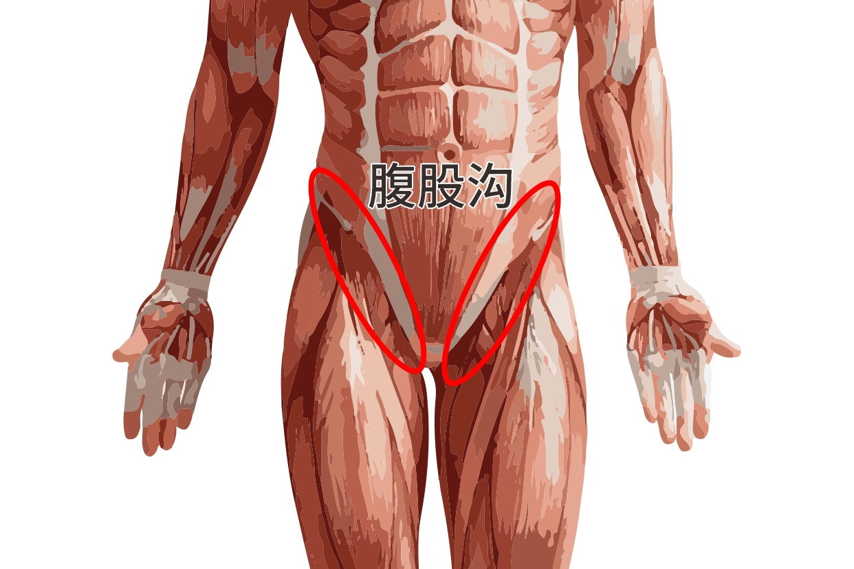 腹沟位置图(腹沟位置图范围)