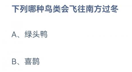 绿头鸭和喜鹊哪种鸟类会飞往南方过冬？蚂蚁庄园鸟类过冬 12.11答案