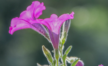 矮牵牛怎么种植（矮牵牛种植方法和时间）