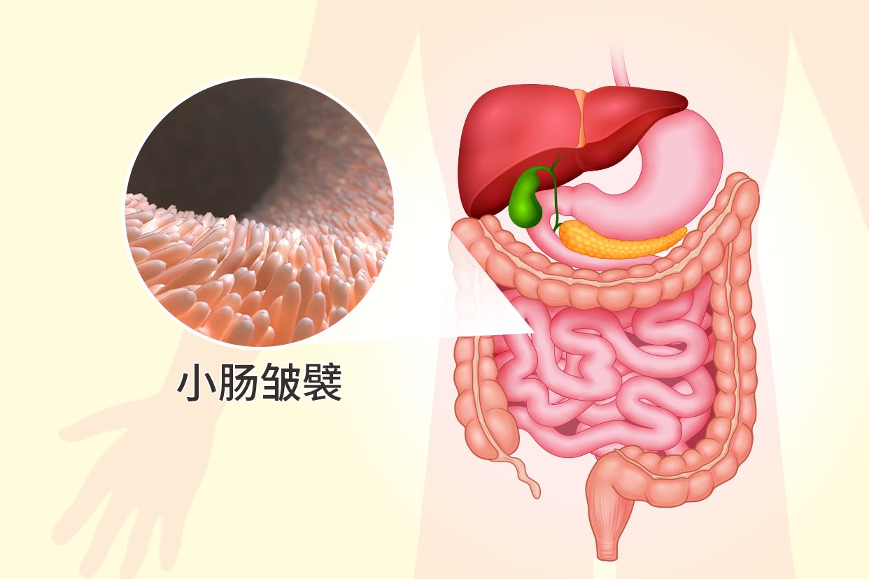 小肠皱襞图片 小肠皱襞示意图