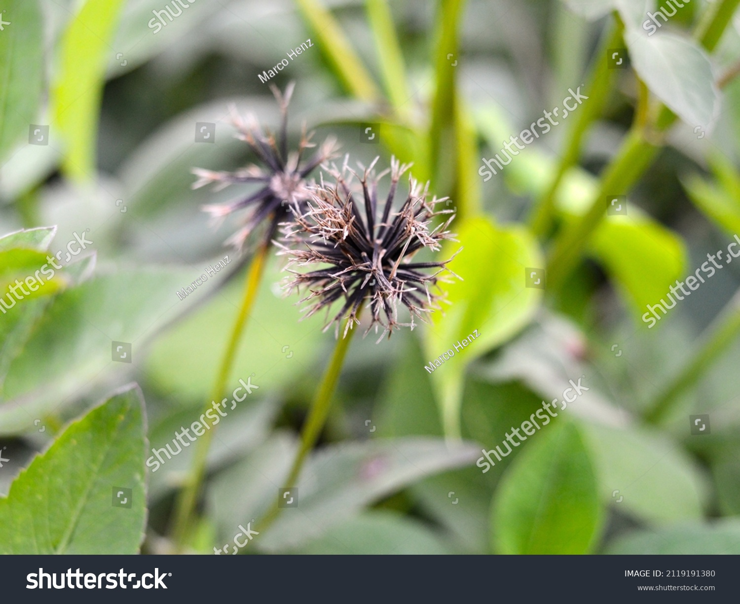 二骨叉药材图片（小骨叉草药）