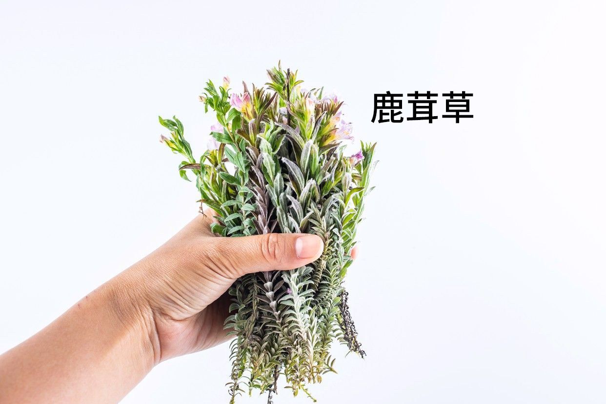 千年霜草药图片（千年霜的药用功效）