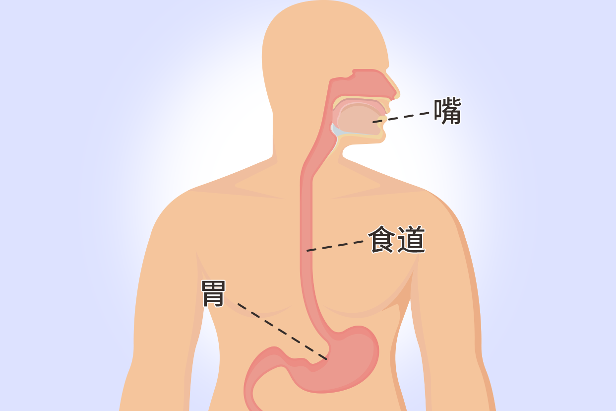 上消化道解剖高清图 消化道图片解剖图高清