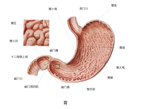 贲门结构图（贲门组织结构）