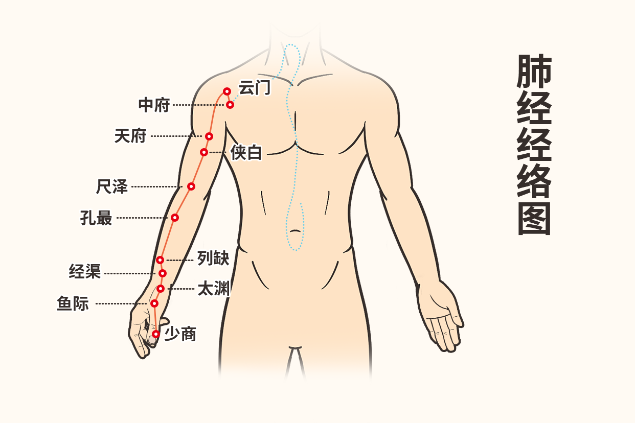 胳膊上的肺经走向图（胳膊上的肺经图片）