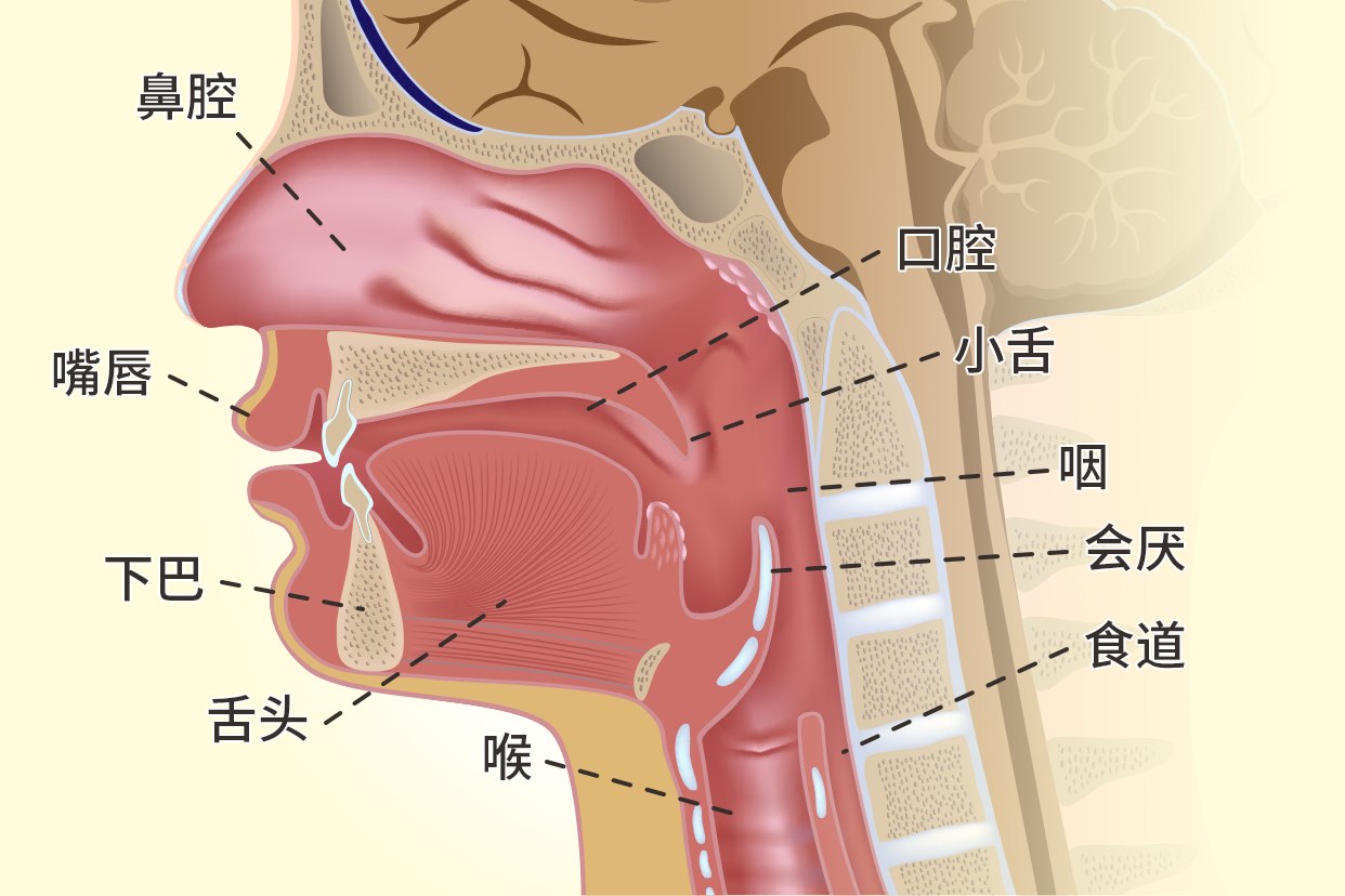 食道横切结构图（食道横切结构图片）