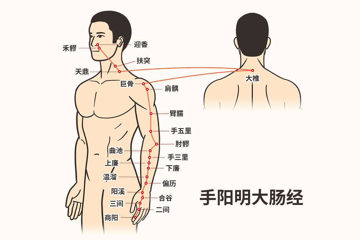 大肠经通便刮痧示意图（大肠经刮痧视频教程）