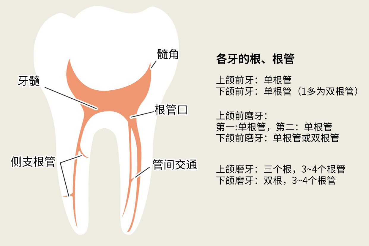 后牙一般几个根管图片 后牙齿有几根根管