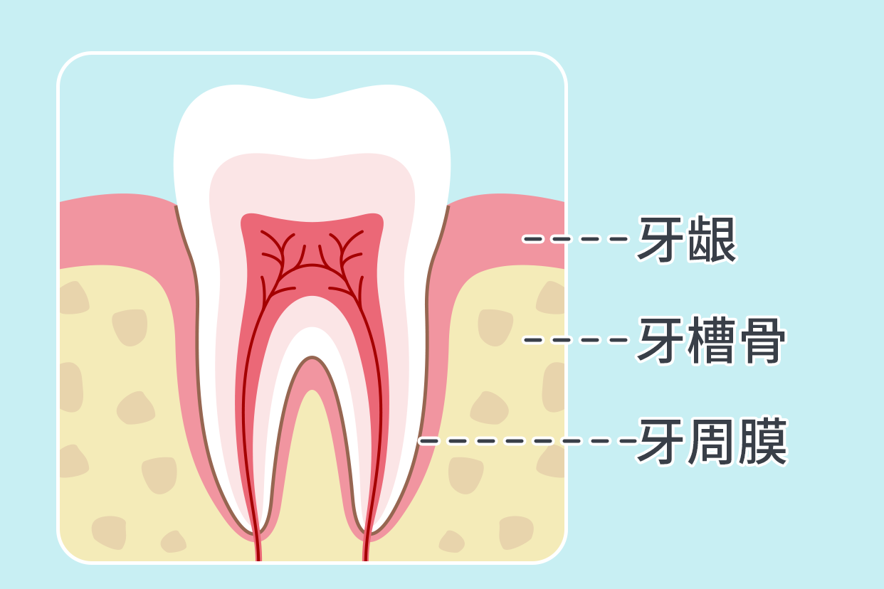 牙周组织解剖图（牙周组织解剖图铅笔画）