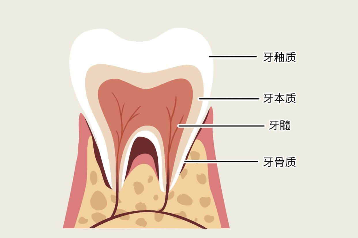 牙骨质牙本质界示意图 牙本质组成