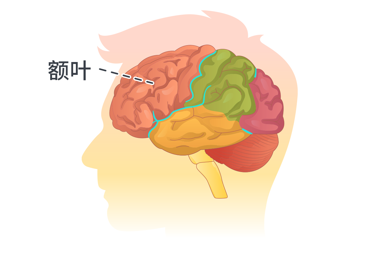 额叶图片 头部额叶图片