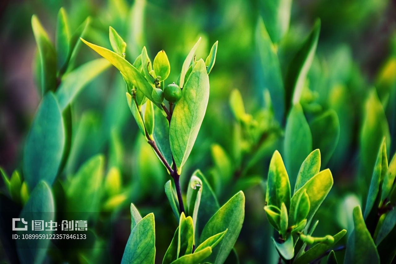 了哥王草药图片与药用功能 了哥王草药的功效