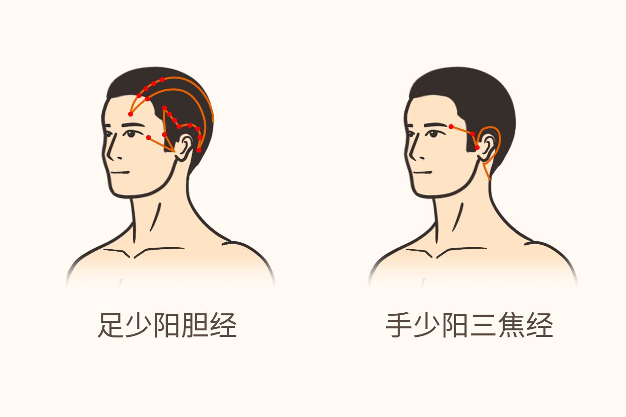 少阳经头部位置图片（少阳经在头部什么位置）