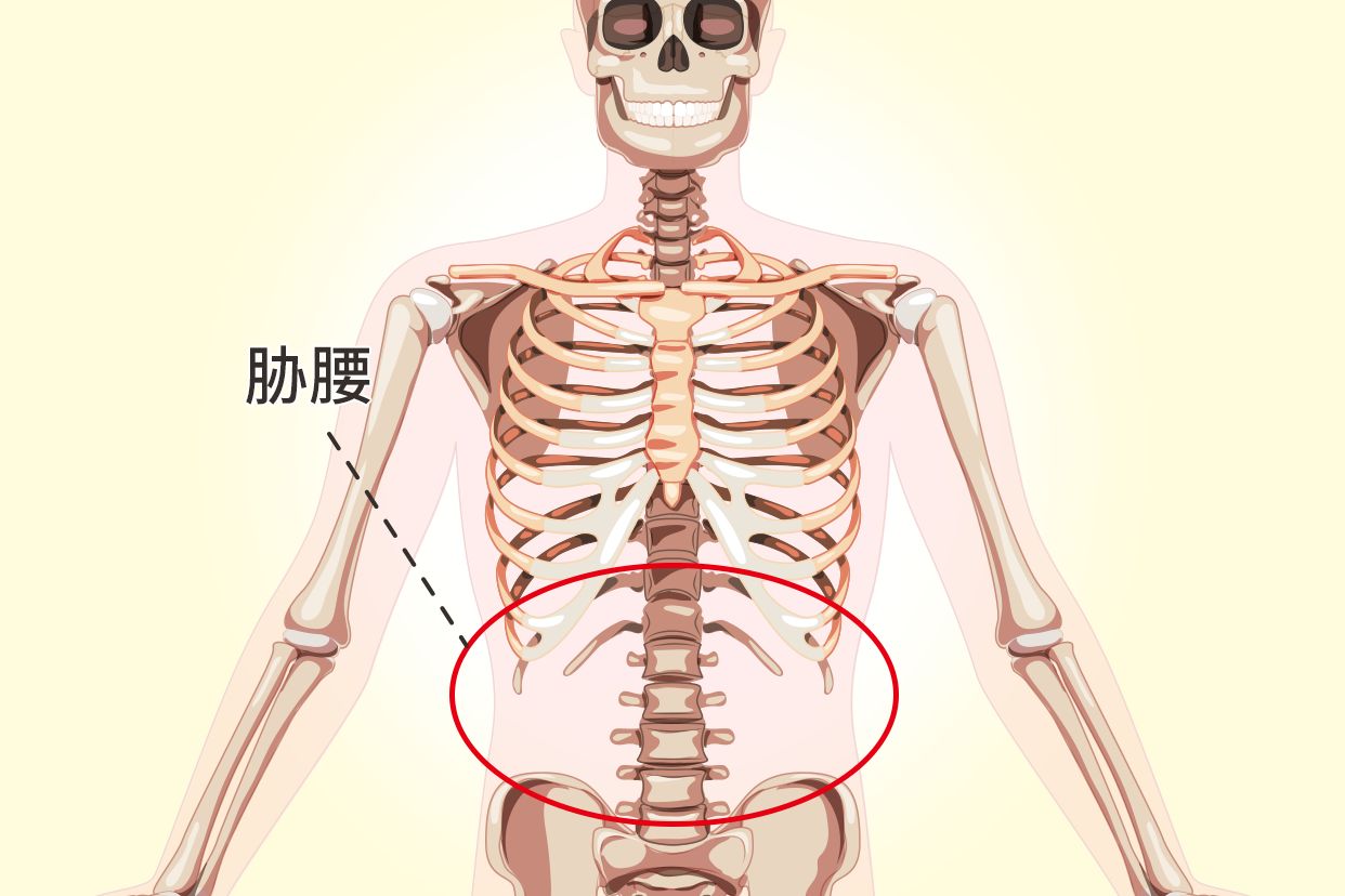 胁腰部位置图 腰两胁位置图