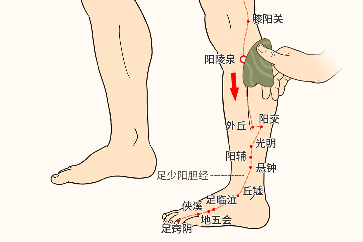 肝胆湿热刮痧示意图（肝胆有热刮痧哪里）