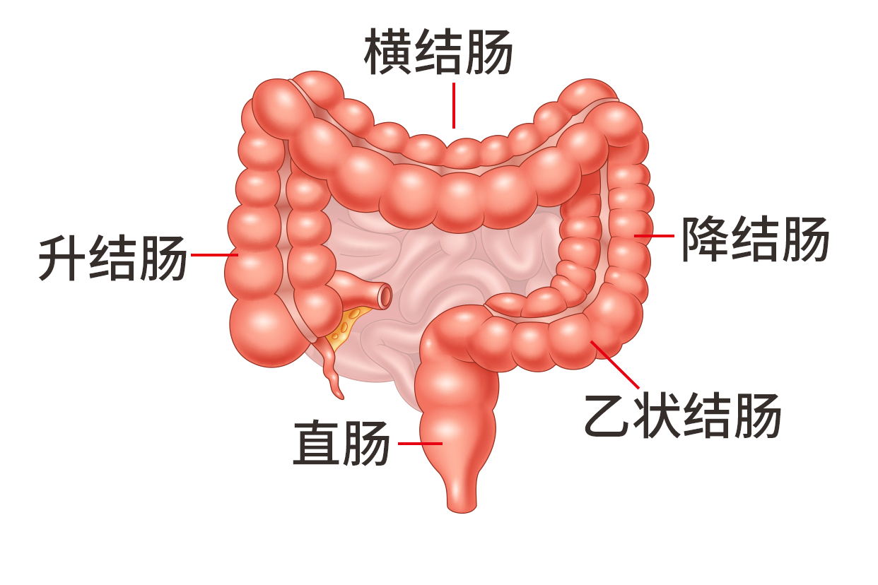 结肠分为哪四部分图片 结肠的四部分组成