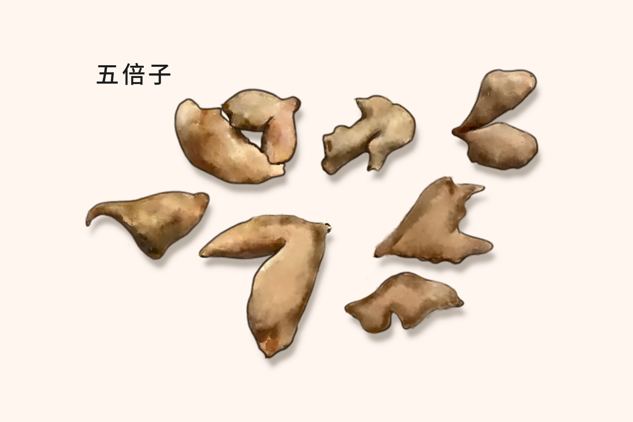 五倍子与五味子区别图片 五倍子与五味子区别图片