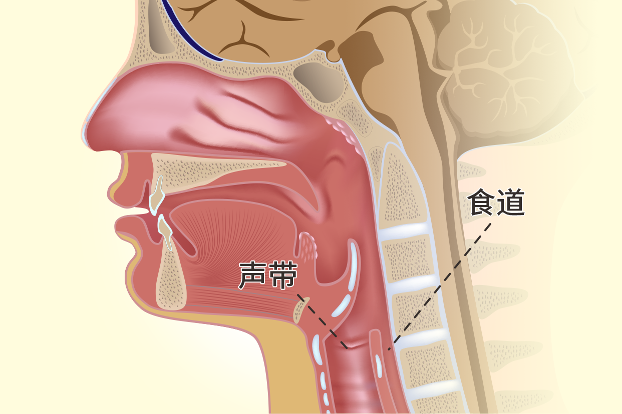 食道和声带的位置图