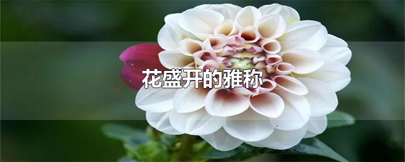 花盛开的雅称 形容花朵绽放的词语