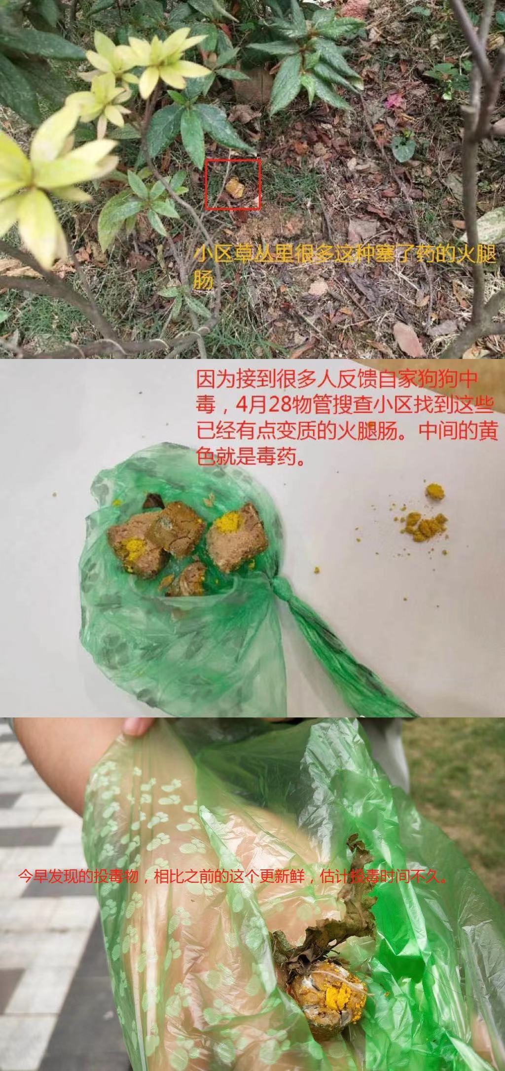 成都一小区多条宠物狗被毒死（成都狗狗事件）