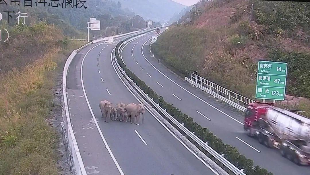 又调皮了！云南野象组队逛高速，测速牌显示17km/h