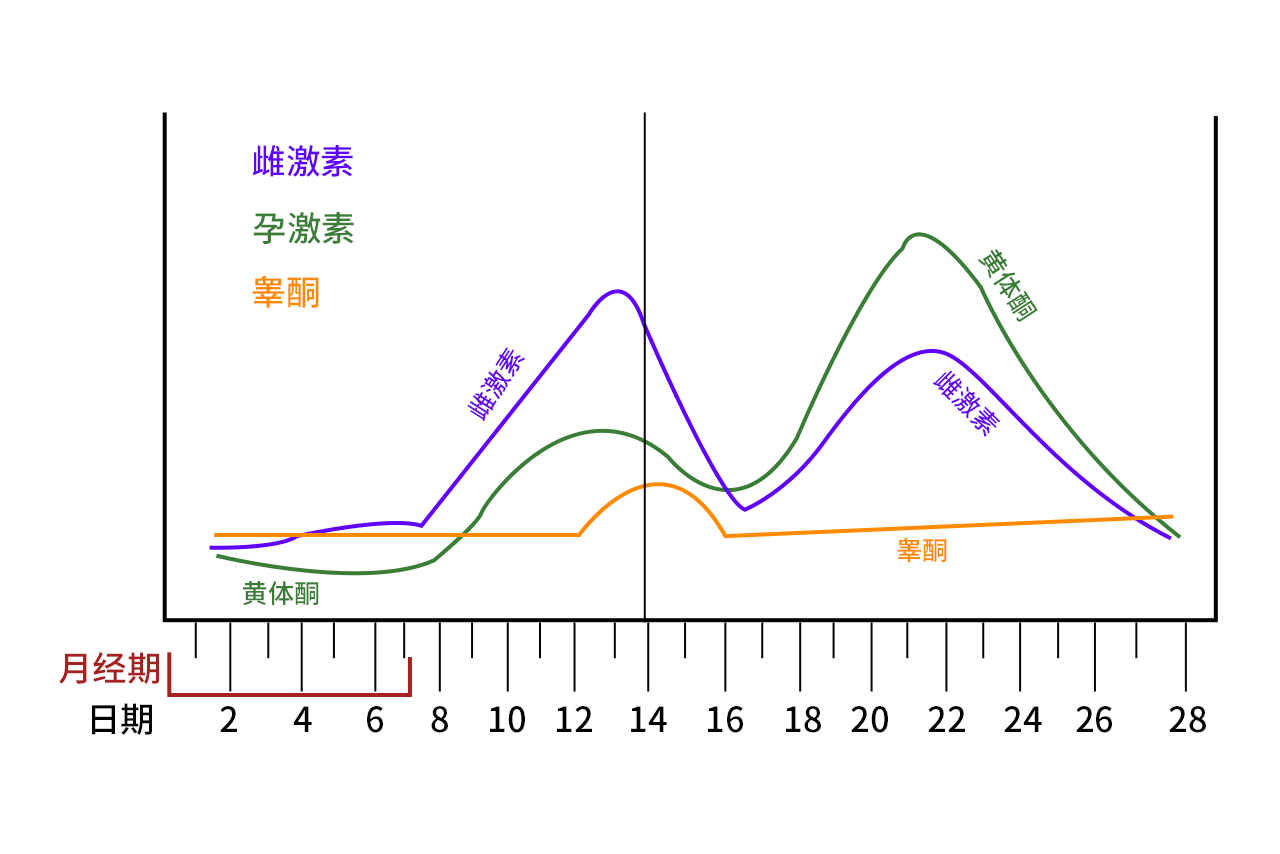 女性生理周期激素变化图 女性生理周期激素变化图片