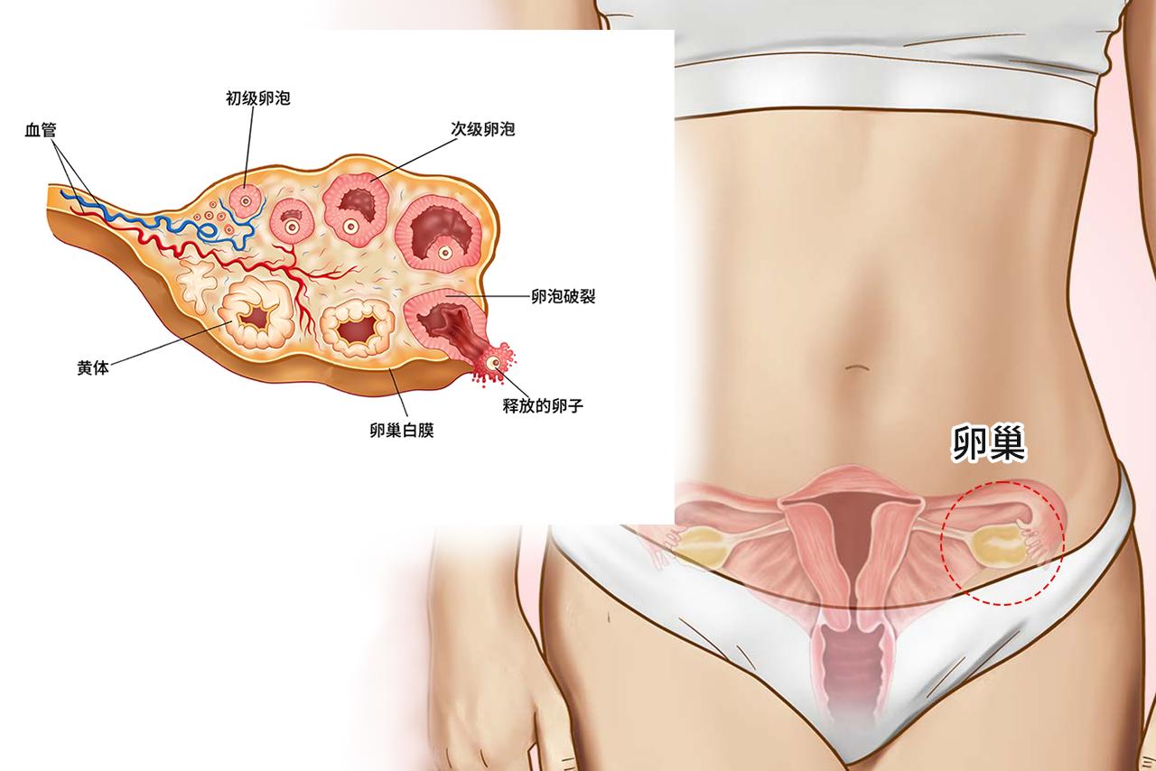 次级卵泡图片 次级卵泡结构图
