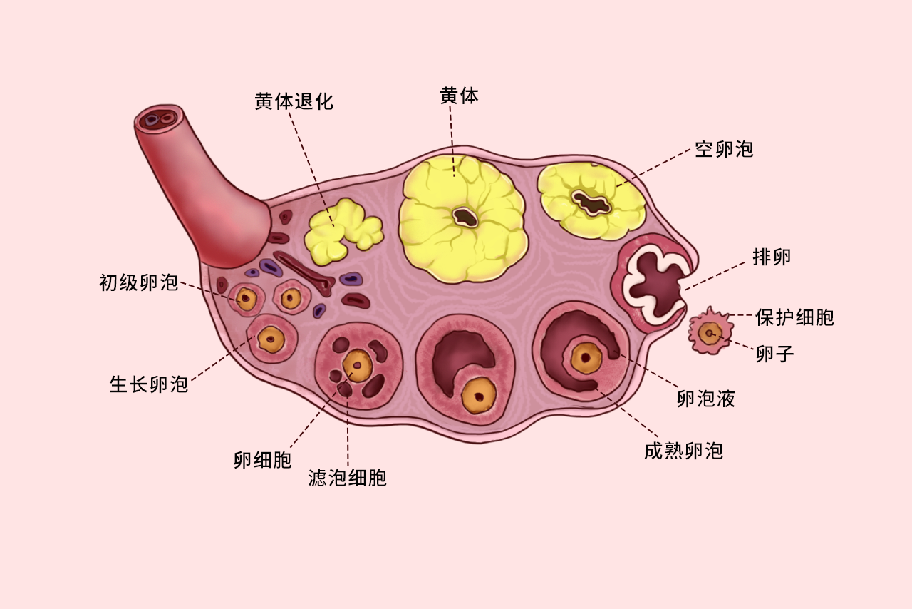 卵细胞不同阶段的组织结构图（卵细胞各时期特点）