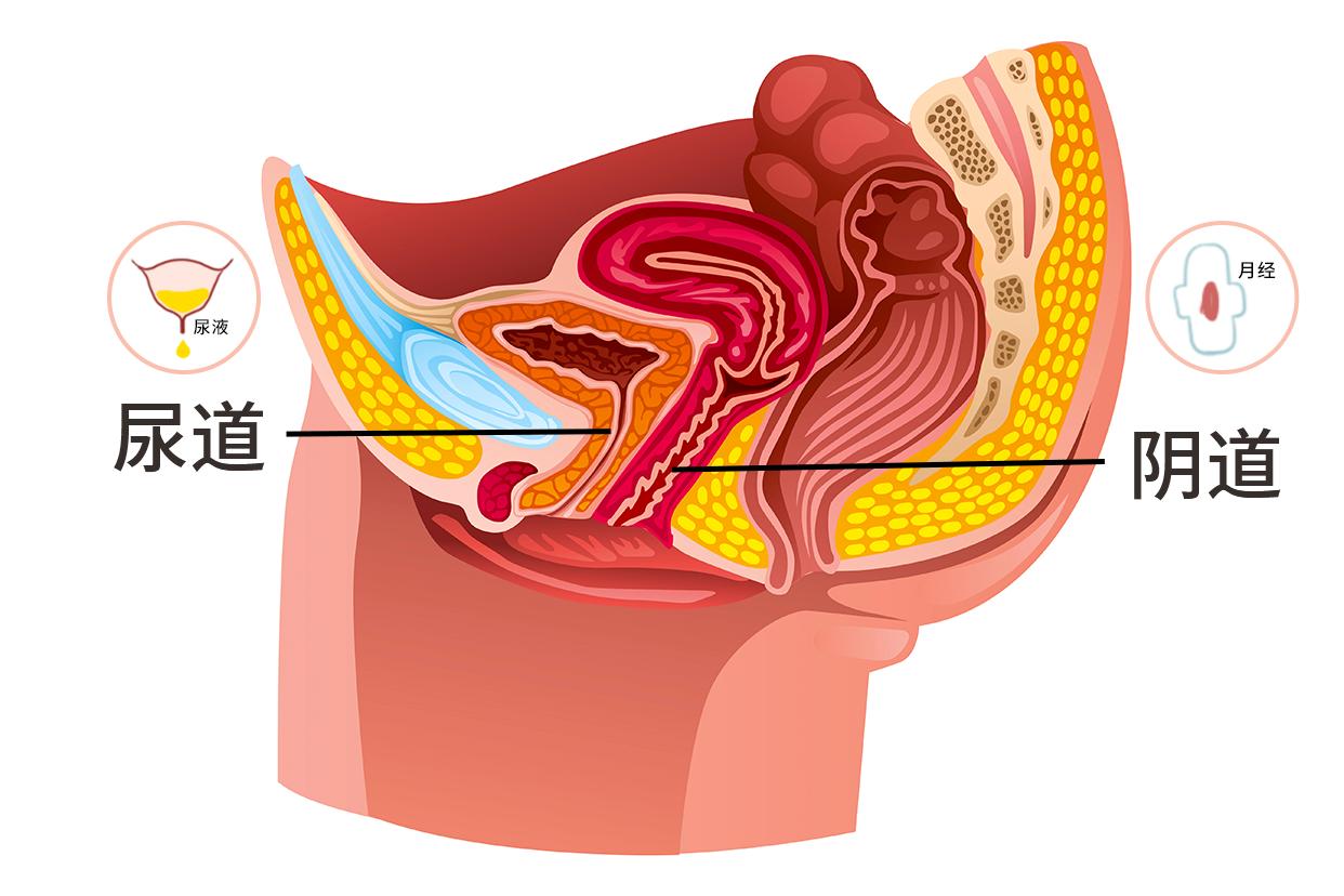 尿道和月经的图解 尿道和月经的图解区别