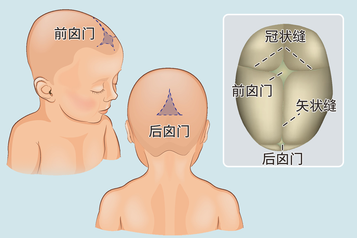 小孩囟门在哪个位置示意图 小孩的囟门一般要多久闭合多大