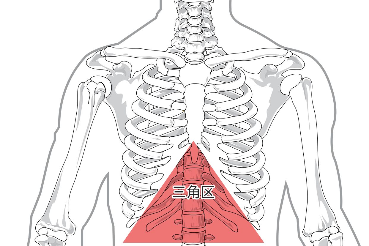 胃最上面三角区结构图 胃最上面三角区疼有可能是心脏病吗